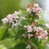 Abelia Mosanensis Sweet Emotion -Promesse De Fleurs Abelia mosanensis Sweet Emotion 87089 1
