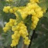 Acacia Dealbata Gaulois Astier GREFFE - Mimosa Des Fleuristes 2 Acacia Dealbata Gaulois Astier GREFFE - Mimosa Des Fleuristes -Promesse De Fleurs Acacia dealbata Gaulois Astier GREFFE 85885 1