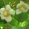 Kiwi Tomuri (mâle) - Actinidia Deliciosa 1 Kiwi Tomuri (mâle) - Actinidia Deliciosa -Promesse De Fleurs Actinidia deliciosa Tomuri 80722 FL