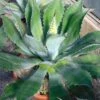Agave Parryi Neomexicana 1 Agave Parryi Neomexicana -Promesse De Fleurs Agave parryi neomexicana 83226 1