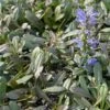 Ajuga Noble Nightingale - Bugle Rampante -Promesse De Fleurs Ajuga Noble Nighlingale IF 17604 1