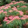 Albizia Julibrissin Ombrella - Arbre à Soie -Promesse De Fleurs Albizia julibrissin Ombrella ld wlcutler 781540 1