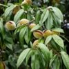 Amandier Nain Autofertile Fruit Me Almond Me - Prunus Dulcis -Promesse De Fleurs Amandier nain autofertile Fruit me Almond me Prunus dulcis copyright 16221 1