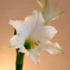 Amaryllis Amputo -Promesse De Fleurs Amaryllis Amputo 82353 1