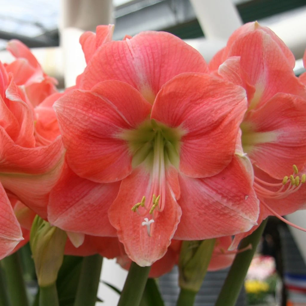 Amaryllis Rosalie 3 Amaryllis Rosalie