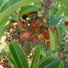 Arbutus Andrachne - Arbousier De Chypre -Promesse De Fleurs Arbutus andrachne 83945 1