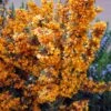 Berberis Linearifolia Orange King - Epine-vinette -Promesse De Fleurs Berberis linearifolia Orange King Epine vinette 83955 1