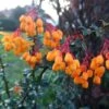 Berberis Lologensis Apricot Queen - Epine-vinette. -Promesse De Fleurs Berberis lologensis Apricot Queen 83956 1