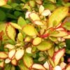Berberis Thunbergii Limoncello - Epine-vinette 1 Berberis Thunbergii Limoncello - Epine-vinette -Promesse De Fleurs Berberis thunbergii Limoncello 87377 1