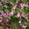 Boronia Crenulata Shark Bay - Boronie à Feuilles Crénelées 2 Boronia Crenulata Shark Bay - Boronie à Feuilles Crénelées -Promesse De Fleurs Boronia crenulata Shark Bay 100406 1