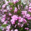 Boronia Pilosa Rose Blossom - Boronie Velue -Promesse De Fleurs Boronia pilosa Rose Blossom Boronie velue IF 16228 1