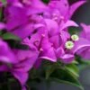 Bougainvillier Violet De Mèze -Promesse De Fleurs Bougainvillea spectoglabra Violet de meze 83235 1