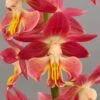 Calanthe Red Sunset - Orchidée Vivace -Promesse De Fleurs Calanthe Red Sunset Orchidee vivace IF 18957 1