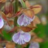 Calanthe Discolor -Promesse De Fleurs Calanthe discolor ld yamada 9528 1