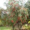 Callistemon Viminalis - Rince-bouteille 2 Callistemon Viminalis - Rince-bouteille -Promesse De Fleurs Callistemon viminalis 83245 1