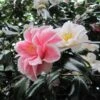 Camélia Lady Vansittart - Camellia Japonica 1 Camélia Lady Vansittart - Camellia Japonica -Promesse De Fleurs Camellia Lady Vansittart 85271 1