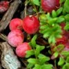 Canneberge Early Black - Vaccinium Macrocarpon - Cranberry -Promesse De Fleurs Canneberge Early Black 78040 1