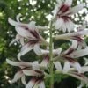 Cardiocrinum Giganteum - Lis Géant De L'Himalaya -Promesse De Fleurs Cardiocrinum giganteum 82943 1