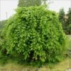 Carpinus Betulus Pendula - Charme Commun Pleureur 2 Carpinus Betulus Pendula - Charme Commun Pleureur -Promesse De Fleurs Carpinus betulus Pendula 87211 1