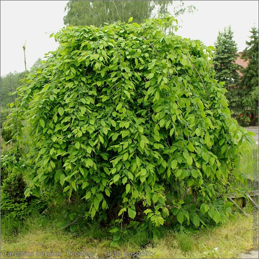 Carpinus Betulus Pendula - Charme Commun Pleureur 3 Carpinus Betulus Pendula - Charme Commun Pleureur
