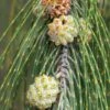 Casuarina Equisetifolia - Filao, Pin Australien 1 Casuarina Equisetifolia - Filao, Pin Australien -Promesse De Fleurs Casuarina equisetifolia Filao Pin australien copyright 18485 1