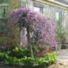 Cercis Canadensis Lavender Twist - Gainier Du Canada Pleureur Rose -Promesse De Fleurs Cercis canadensis Lavender Twist 84478 1