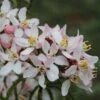 Choisya Apple Blossom - Oranger Du Mexique -Promesse De Fleurs Choisya Apple Blossom 83552 1