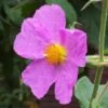 Cistus Creticus - Ciste De Crète 1 Cistus Creticus - Ciste De Crète -Promesse De Fleurs Cistus creticus 781978 1
