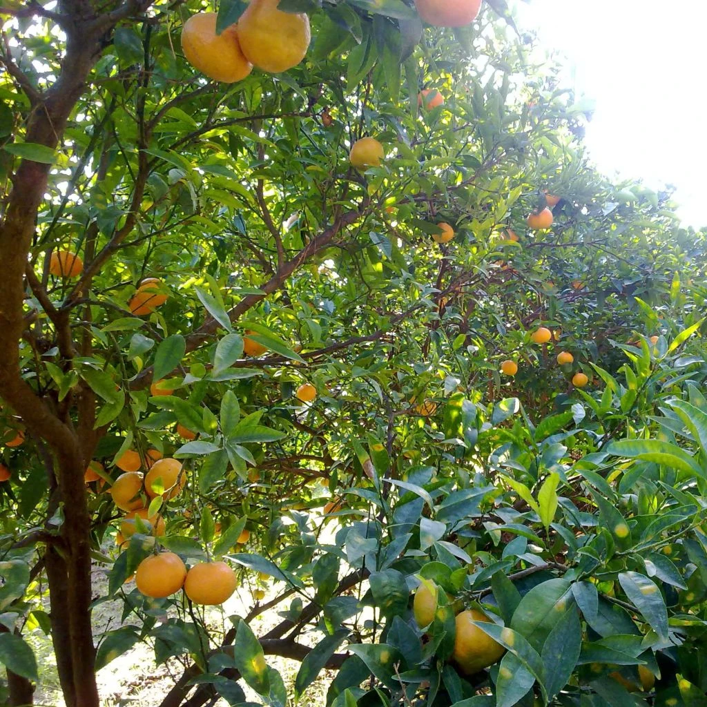 Mandarinier Satsuma - Citrus Unshiu 3 Mandarinier Satsuma - Citrus Unshiu