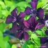 Clématite Viticella Dark Eyes -Promesse De Fleurs Clematis Dark Eyes 87848 1