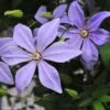 Clématite - Clematis Sugar Sweet (Scented Clem) 2 Clématite - Clematis Sugar Sweet (Scented Clem) -Promesse De Fleurs Clematis Scented Clem 83898 3