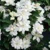 Clématite - Clematis Diversifolia White Arabella -Promesse De Fleurs Clematis diversifolia White Arabella 89513 1