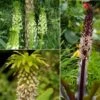 Collection 5 Eucomis -Promesse De Fleurs Collection 5 Eucomis 86085 1