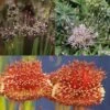 Collection 10 Alliums Etranges -Promesse De Fleurs Collection Alliums Etranges 82427 1