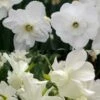 Collection Narcisses Blancs 2 Collection Narcisses Blancs -Promesse De Fleurs Collection Narcisses Blancs 82852 1