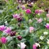 Collection Tulipes Naturelles -Promesse De Fleurs Collection Tulipes Naturelles 80566 1