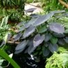 Colocasia Black Magic - Oreille D'Eléphant -Promesse De Fleurs Colocasia Black magic 83271 1