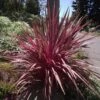 Cordyline Banksii Electric Pink 2 Cordyline Banksii Electric Pink -Promesse De Fleurs Cordyline banksii Electric Pink 100458 1
