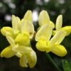 Coronille - Coronilla Valentina Subsp. Glauca Citrina -Promesse De Fleurs Coronilla valentina subsp glauca Citrina 82796 1