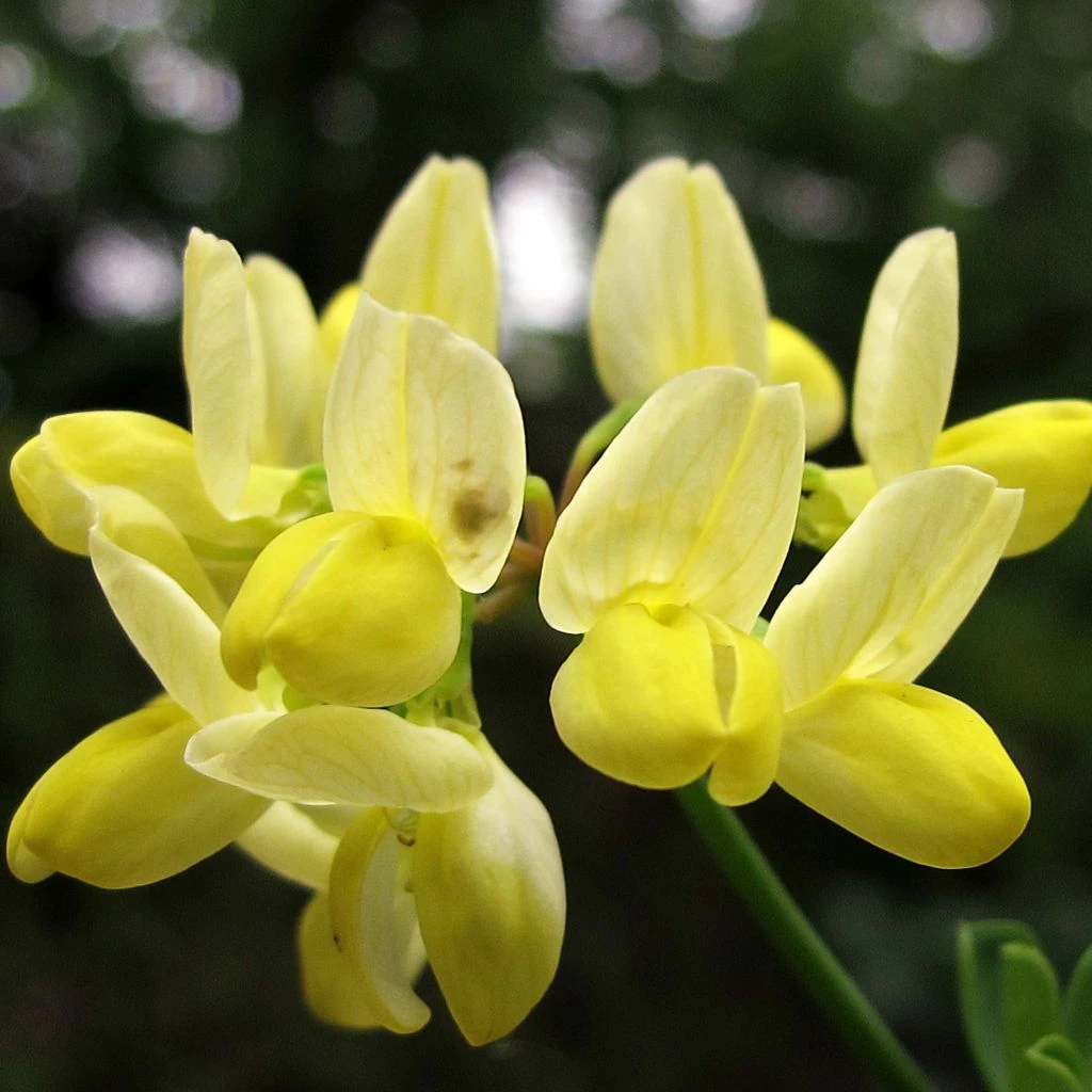 Coronille - Coronilla Valentina Subsp. Glauca Citrina 3 Coronille - Coronilla Valentina Subsp. Glauca Citrina
