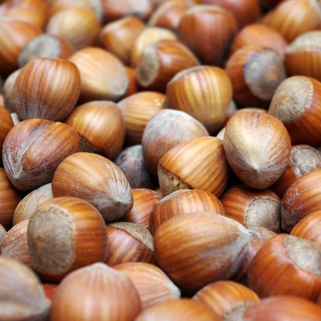 Corylus Avellana Webbs Prize Cobb - Noisetier Commun 3 Corylus Avellana Webbs Prize Cobb - Noisetier Commun