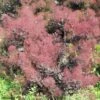 Cotinus Coggygria Lilla - Arbre à Perruque Nain. -Promesse De Fleurs Cotinus coggygria Lilla 82791 1 1