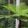 Cyathea Cooperi - Fougère Arborescente
