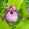 Cypripedium Lucy Pinkepank - Orchidée De Jardin Hybride, Sabot De Vénus -Promesse De Fleurs Cypripedium Lucy Pinkepank copyright 17362 1