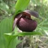 Cypripedium Smithii - Sabot De Vénus Rouge Pourpre -Promesse De Fleurs Cypripedium smithii 80349 1