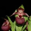Cypripedium Tibeticum - Sabot De Vénus Rouge Pourpre -Promesse De Fleurs Cypripedium tibeticum 80350 1