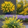 Cytisus Racemosus Phebus - Genêt De Tenerife 2 Cytisus Racemosus Phebus - Genêt De Tenerife -Promesse De Fleurs Cytisus racemosus Phebus 85245 1
