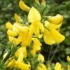 Genêt à Balais - Cytisus Scoparius Vanesse -Promesse De Fleurs Cytisus scoparius Vanesse 100095 1