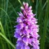 Dactylorhiza Maculata, Orchis Tacheté - Orchidée Terrestre Et Vivace 2 Dactylorhiza Maculata, Orchis Tacheté - Orchidée Terrestre Et Vivace -Promesse De Fleurs Dactylorhiza maculata 8161 1