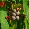 Igname De Chine - Dioscorea Batatas -Promesse De Fleurs Dioscorea polystachya 89860 1